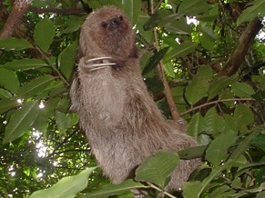 A Preguiça também está ameaçada de extinção (Foto: Divulgação/ Rafael Puglia Neto)