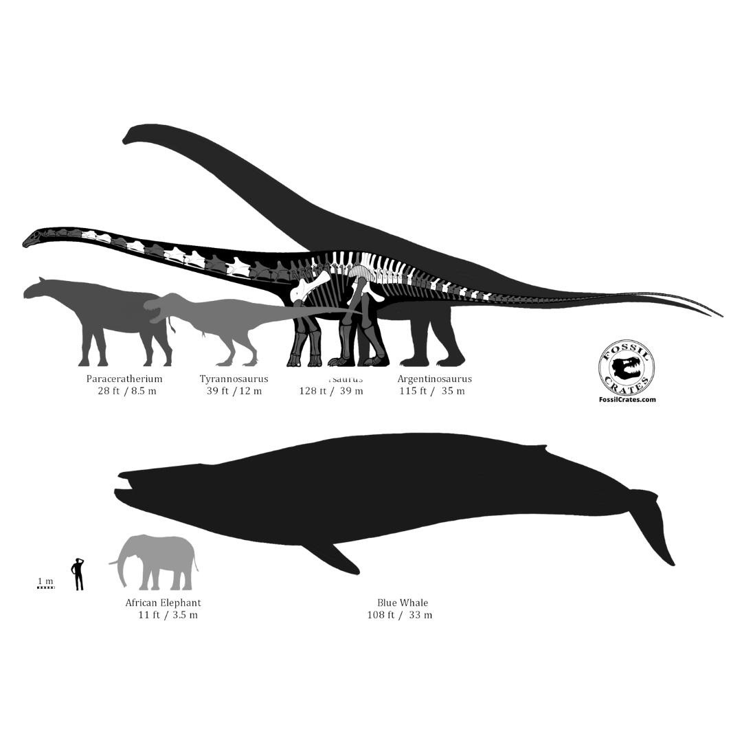Dinossauro com pescoço mais longo de todos, em comparação com outras espécies  (Foto: @Fossilcrates/Twitter/Reprodução)