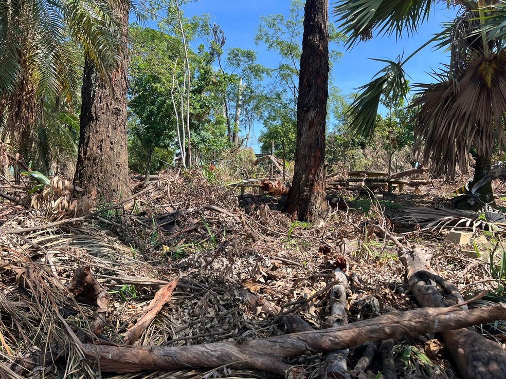 Lagoa do Taquaral, em Campinas, durante derrubada de  árvores após tragédia que matou criança — Foto: Giuliano Tamura/EPTV