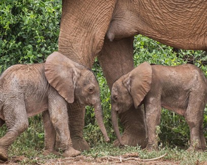 Raros gêmeos de elefante-africano nascem em reserva no Quênia