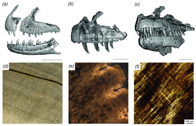 Acima, mandíbulas de dinossauros; embaixo, detalhes de alguns dentes estudados pelos pesquisadores  (Foto: Adelphi University)