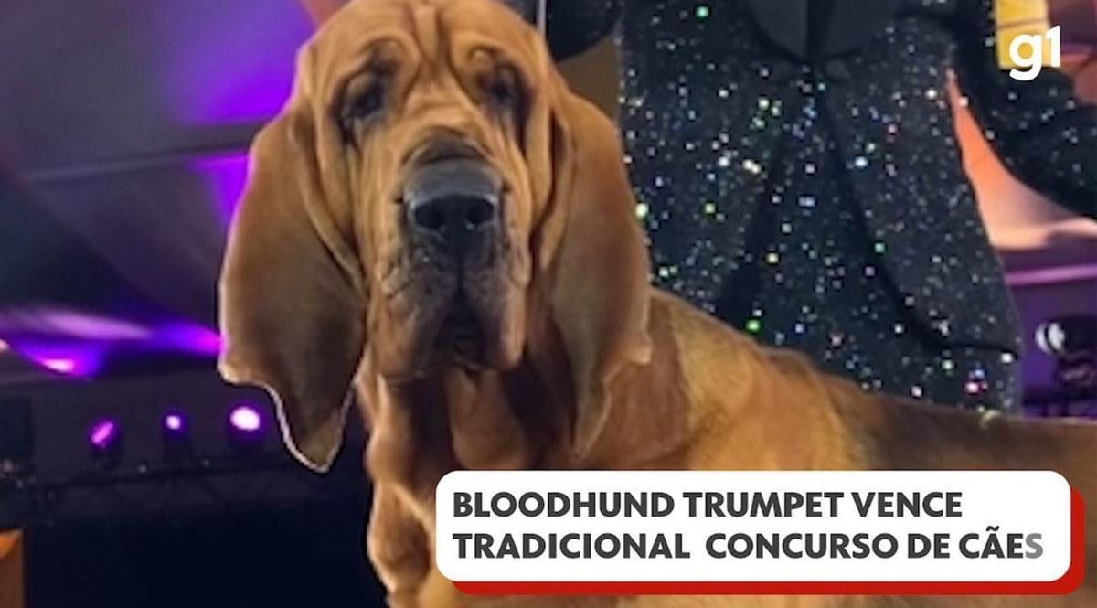 Trumpet gewinnt als erster Spürhund die traditionelle internationale Hundeausstellung |  Haustier