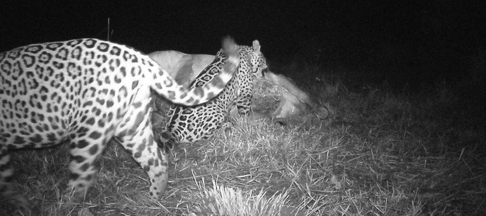 On&ccedil;a devora vaca a cerca de um quil&ocirc;metro da sede da fazenda &mdash; Foto: Pousada Aguap&eacute;