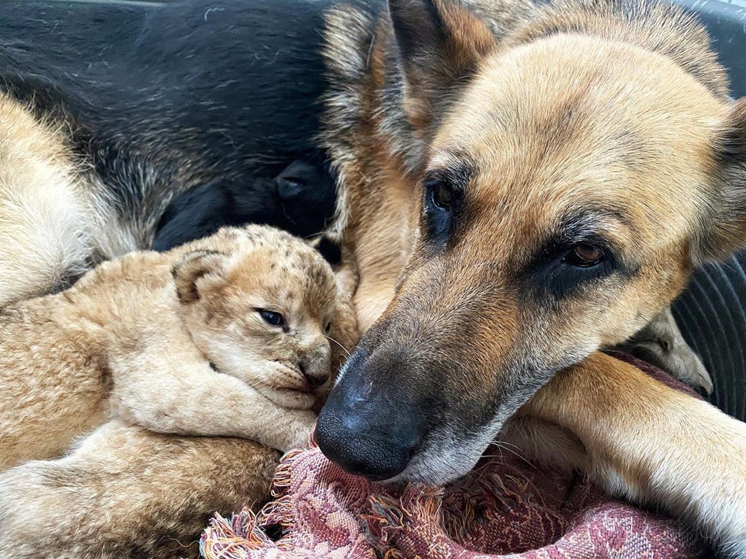 Cachorra cria dois filhotes de leão após mãe rejeitá-los em parque da Rússia (Foto: lionspark.ru/Instagram)