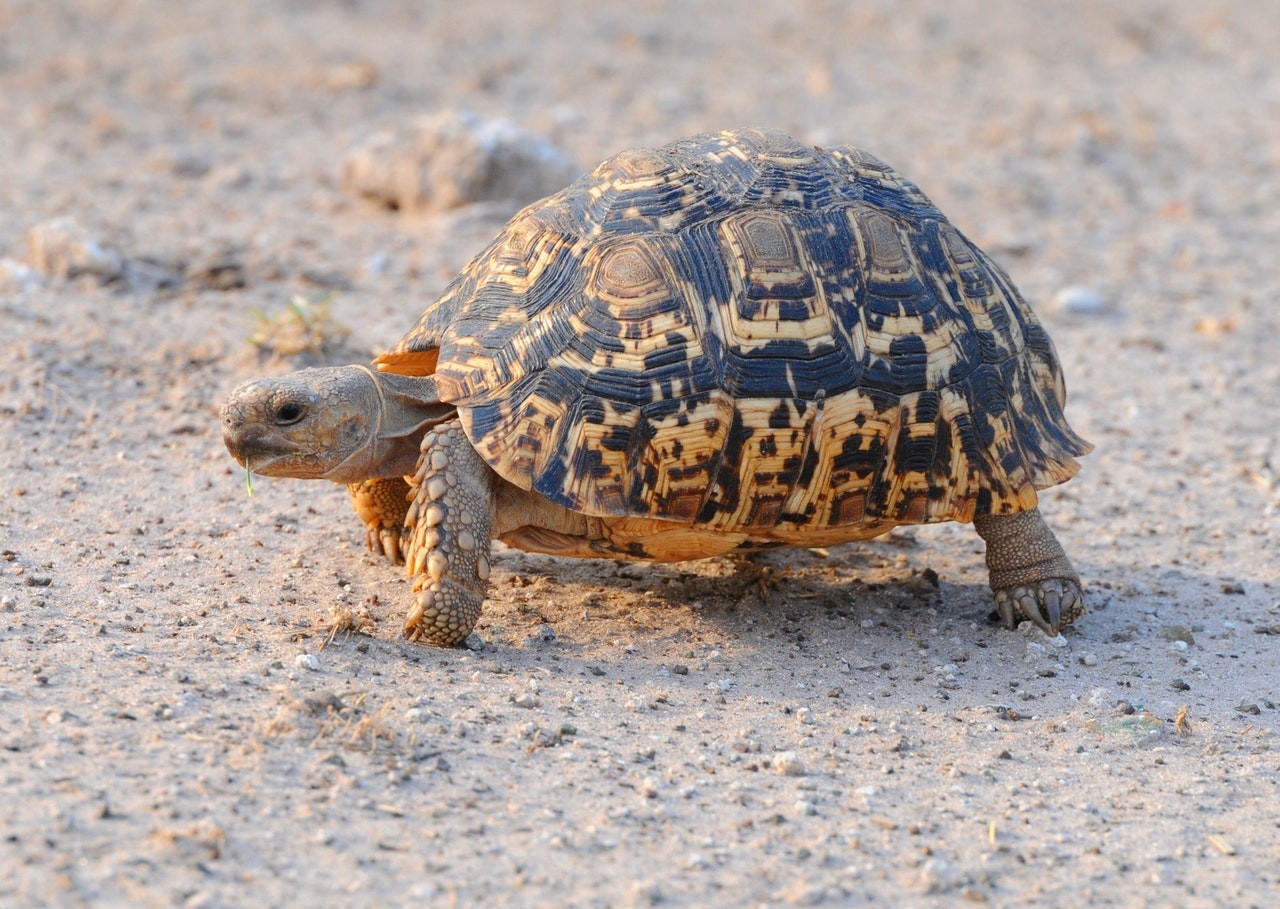 Assim como as tartarugas marinhas, os jabutis podem crescer bastante e viver por muito tempo.  (Foto: pexels/ roger-brown-/ CreativeCommons)