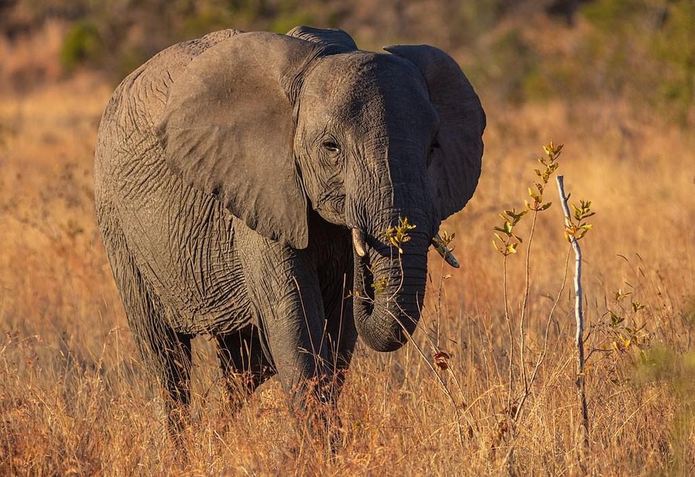 Elefante africano de savana — Foto: ( Diego Delso/ Wikimedia Commons/ CreativeCommons)
