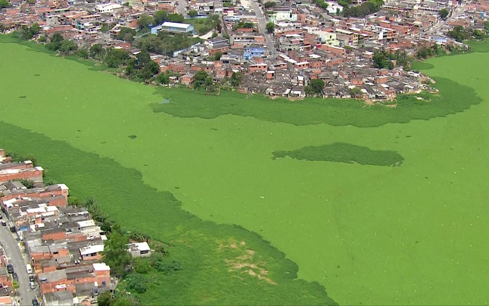 Tapete de algas na Billings, em São Paulo — Foto: Reprodução/TV Globo