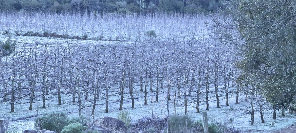 Frio intenso e geadas de julho causaram perdas de até 8% em produção de hortaliças e frutas em SC