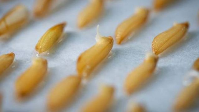 Radiação de alta energia no espaço pode causar mutações em sementes que podem criar características aprimoradas e desejáveis em produtos agrícolas importantes, como o arroz (Foto: GETTY IMAGES (via BBC))