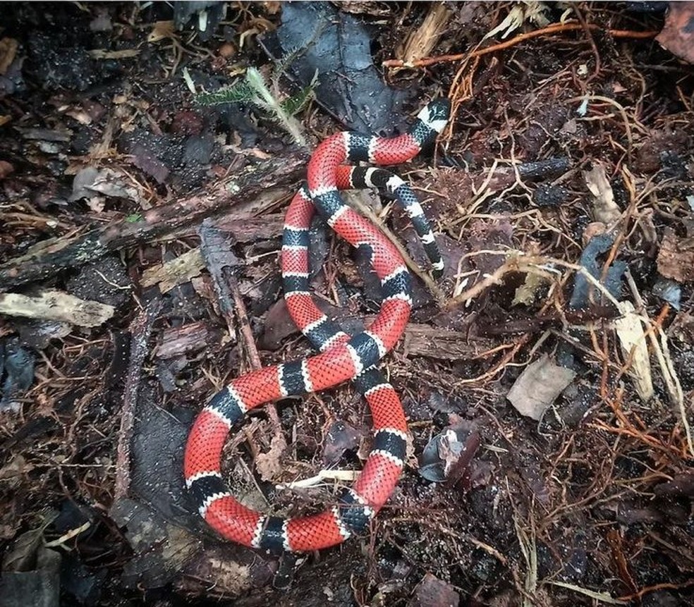 Biólogo enfatiza importância de buscar ajuda profissional caso se encontre serpentes — Foto: Thiago Malpighi