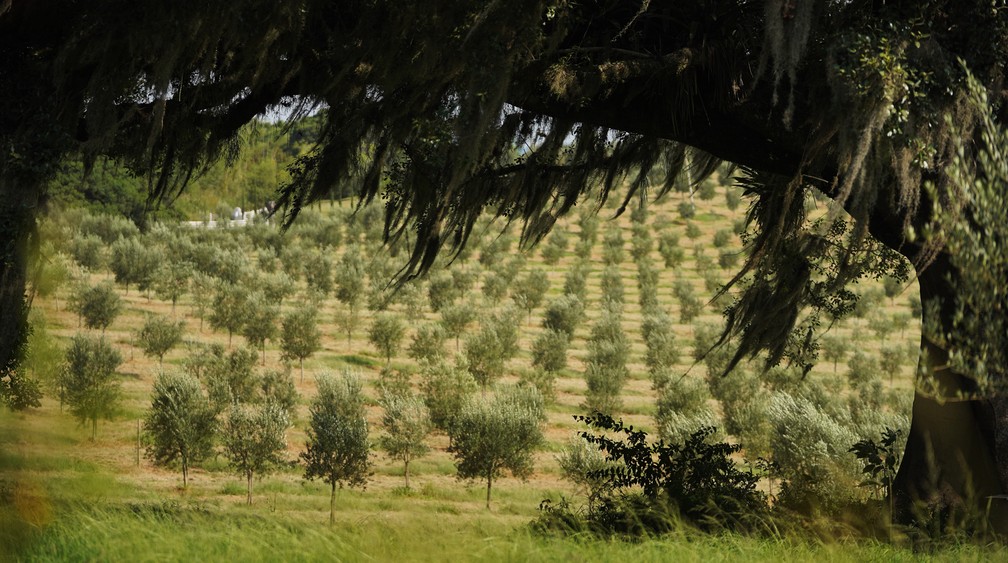 Oliveiras na fazenda Estância das Oliveiras. Árvores são distantes umas das outras para evitar competição de nutrientes entre as raízes. — Foto: Marcos Serra Lima/g1