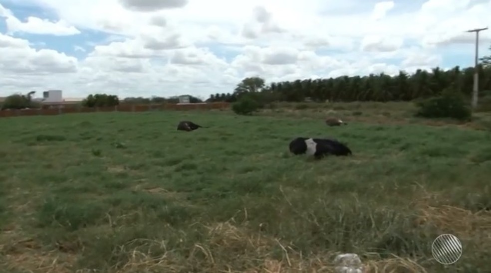 Nove vacas foram encontradas mortas (Foto: Reproduo/ TV Bahia)