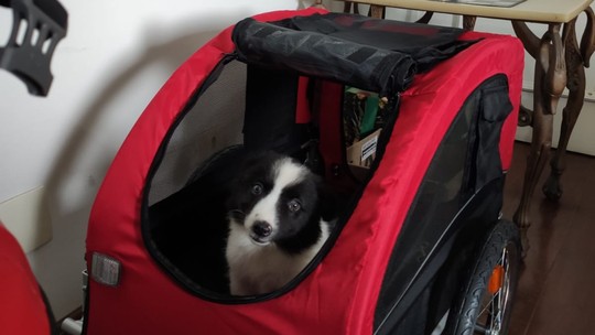 Viajando pelo mundo: tutor dá dicas para adaptar cão à caixa de transporte