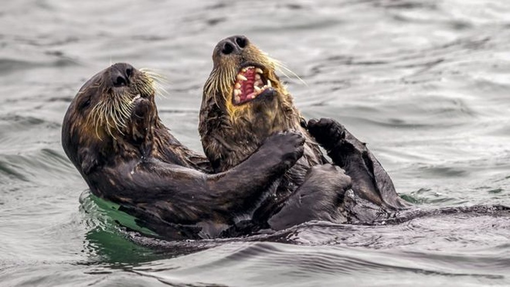 Criado por dois fotógrafos e conservacionistas, o concurso almeja, "além de oferecer um pouco de irreverência, destacar a importante mensagem de conservação da vida selvagem"; aqui, a foto "Guerra de cócegas de lontras marinhas", de Andy Harris — Foto: Andy Harris/Comedy Wildlife Photography Awards