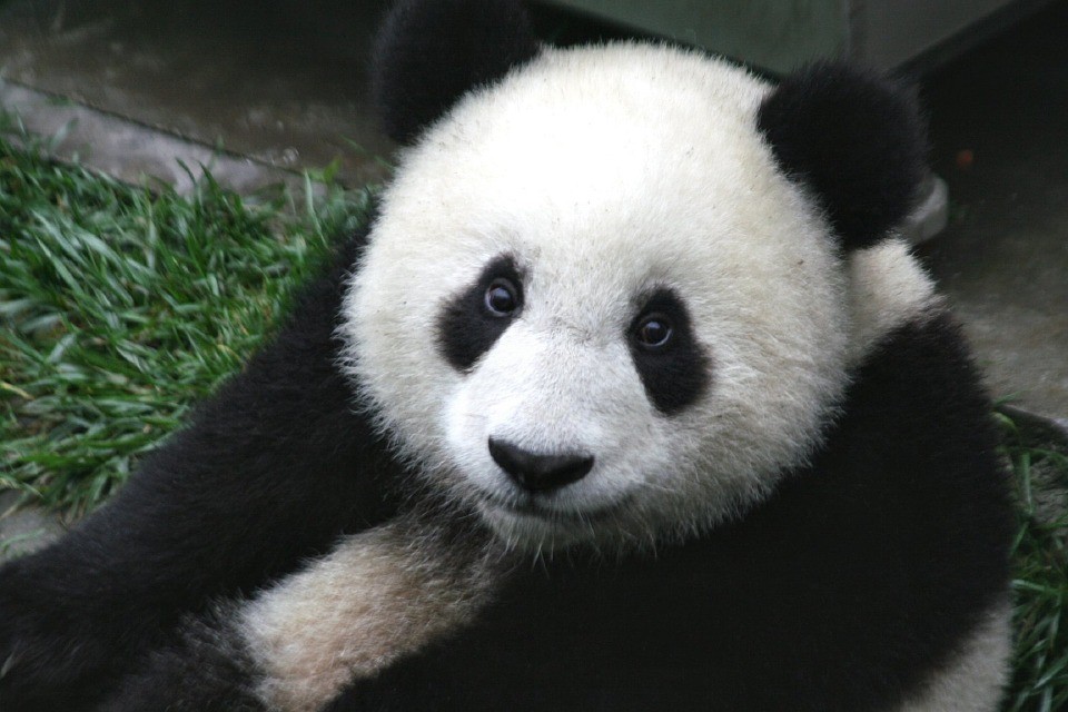 China planeja abrigos refrigerados para pandas (Foto: Pixabay/skeeze)