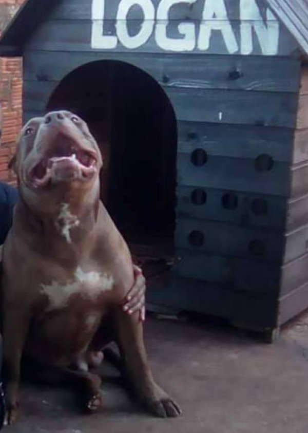 Pit Bull Ataca Cabo Da Pm Dilacera Mandibula E Bochechas Vitima Precisa De Cirurgia De Reconstrucao Da Face Mato Grosso Do Sul G1 Jackets from pitbull west coast are always the best quality so that you can use them for many years. pit bull ataca cabo da pm dilacera