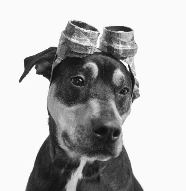 O projeto Paper Hats registra cães abandonados para conscientizar as pessoas (Foto: Reprodução/J.B. Shepard)