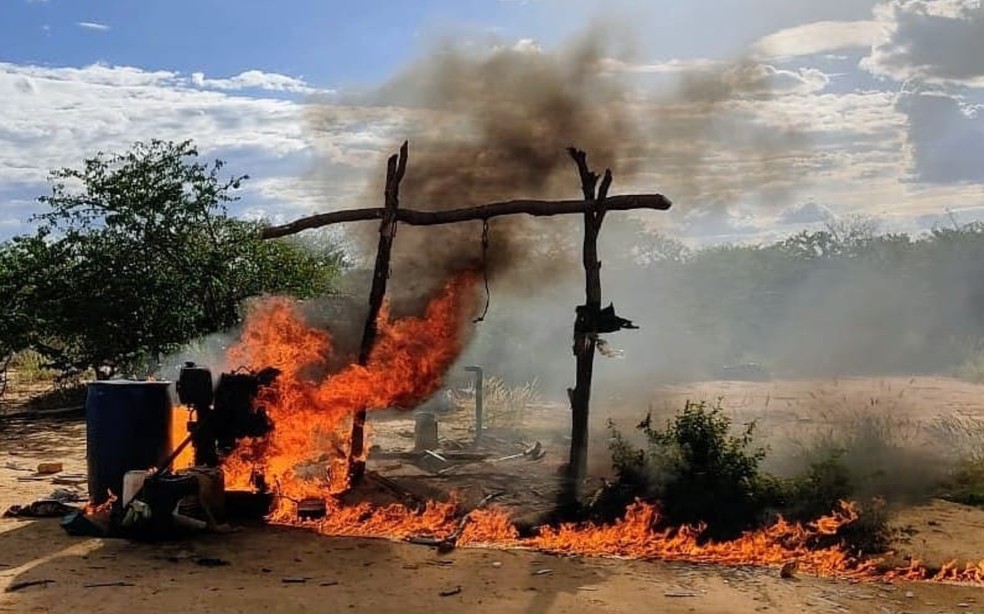 Plantação de maconha foi incinerada pela Polícia Militar — Foto: Divulgação/SSP