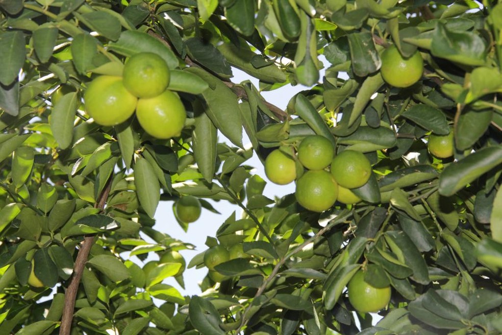 Apoio técnico melhora produção do limão