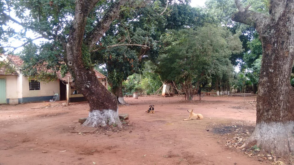 Sítio tem alguns cachorros que correram atrás da onça quando ela desceu, mas ela escapou para a mata  (Foto: Imprensa Jaú / Divulgação)