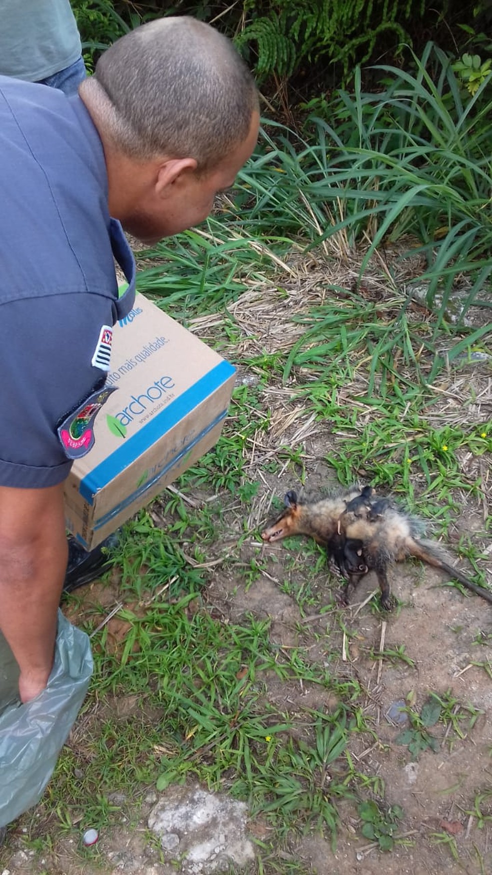 Gambá fêmea foi encontrada morta, mas filhotes resistiram após suposto atropelamento em Guarujá, SP — Foto: Gilmar dos Santos