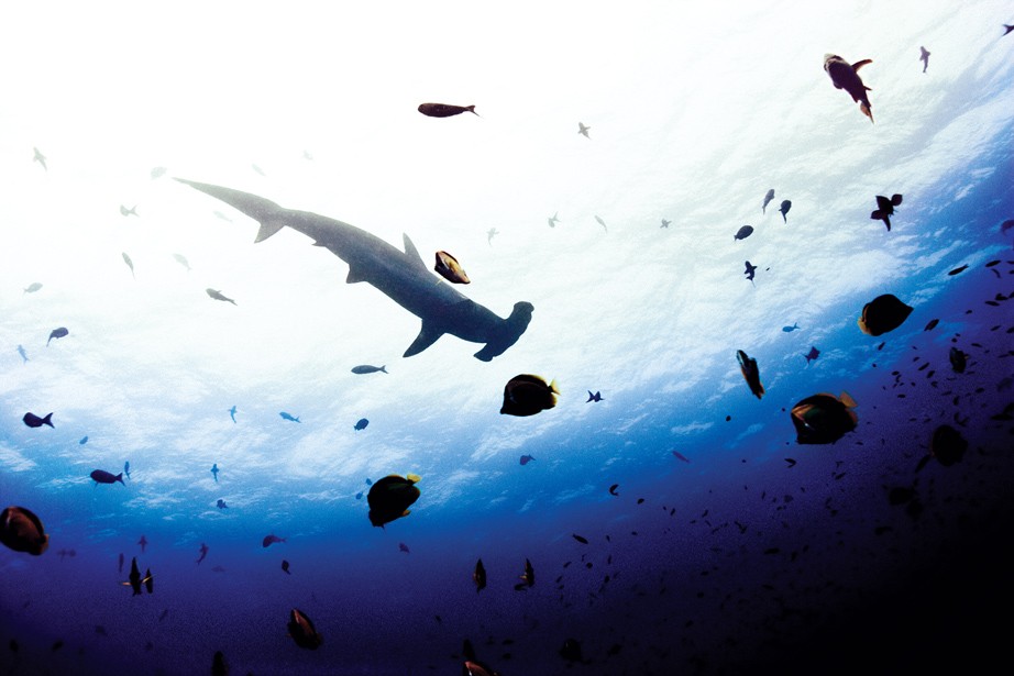 Tubarão-martelo-recortado/ Galápagos, Equador (Foto: ©Michael Muller / Taschen / CPi Syndication )