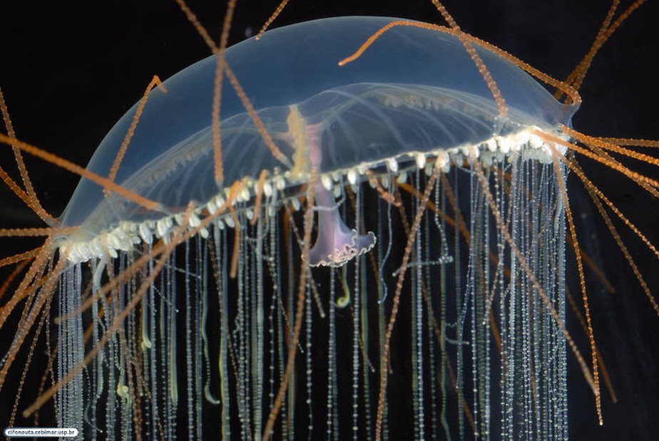 Medusa adulta. A água-viva Olindias sambaquiensis é comum no litoral Sudeste, sobretudo nos meses de inverno e primavera. É conhecida dos banhistas pelo colorido vívido e pelos tentáculos urticantes.