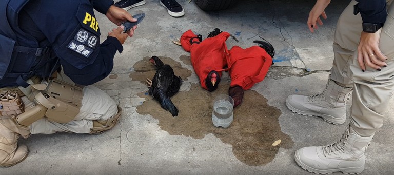 Polícia resgata galos de rinha e apreende drogas dentro de carro roubado em Teresina 