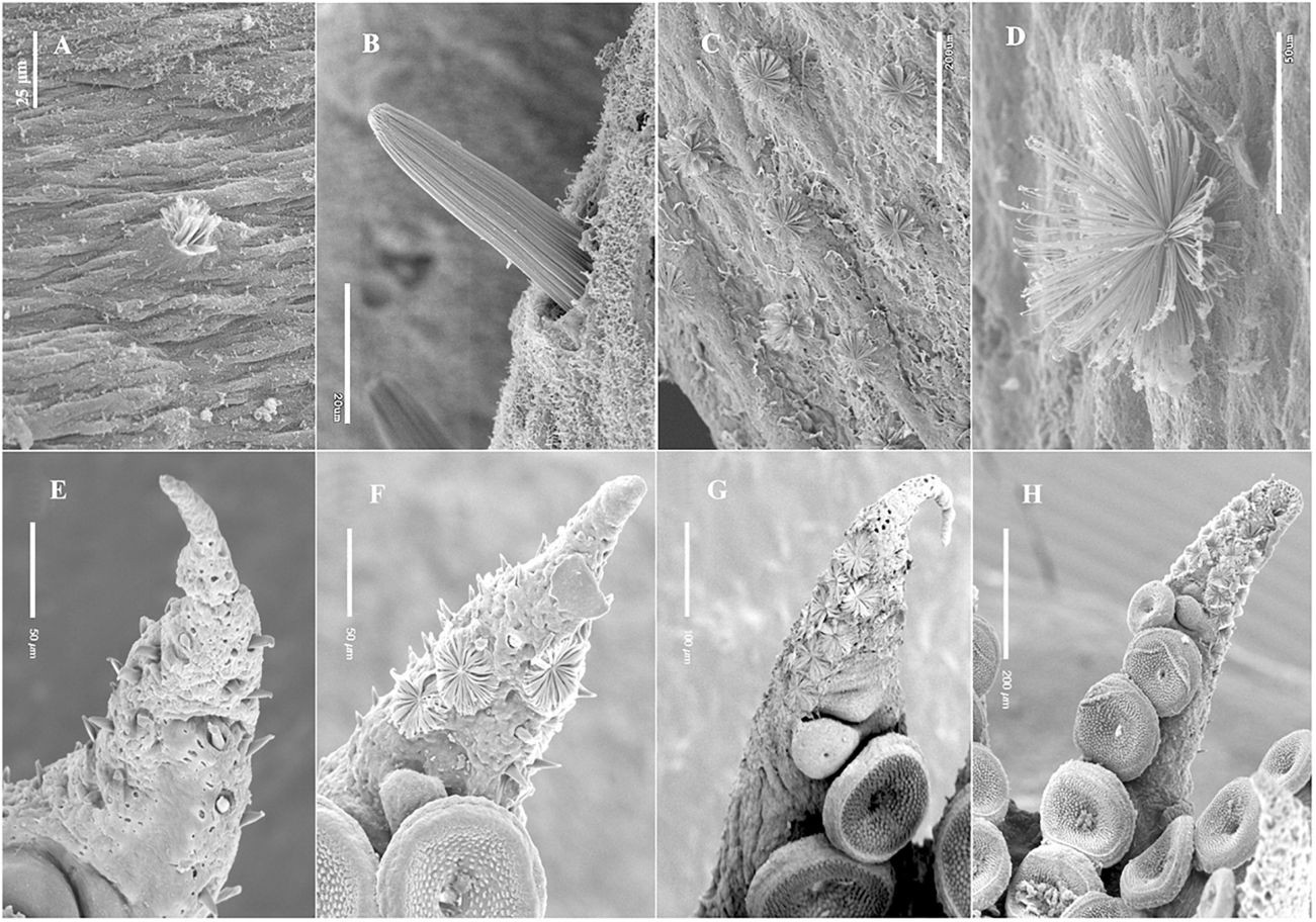 Imagens de microscopia mostram os órgãos de Kölliker no braço de um jovem polvo  (Foto: Montserrat Coll Lladó, Jim Swoger/EMBL)