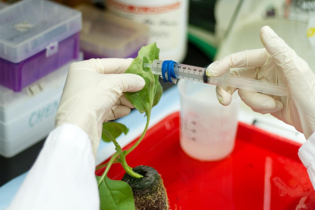 Planta é infectada com vírus para produzir alto rendimento de componentes da proteína da vacina em suas folhas (Foto: Jason Drees, Biodesign Institute, Arizona State University) Planta é infectada com vírus para produzir alto rendimento de componentes da proteína da vacina em suas folhas (Foto: Jason Drees, Biodesign Institute, Arizona State University)
