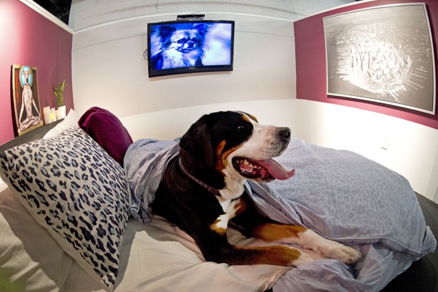 Hotel conta com academia e TV de tela plana para os animais. (Foto: Don Emmert/AFP)