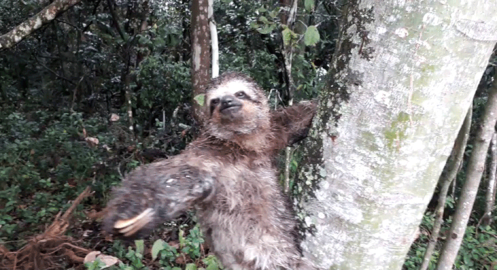 Preguiça é devolvida à mata de onde saiu na Zona Sul de São Paulo — Foto: Divulgação/Polícia Militar Ambiental de SP