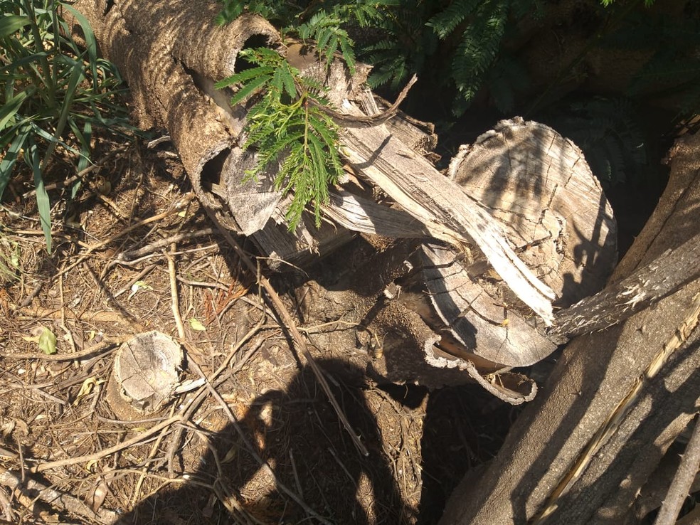 Fazendeiro levou multa de mais de R$ 11 mil pelo corte de 39 árvores em Sandovalina — Foto: Polícia Militar Ambiental