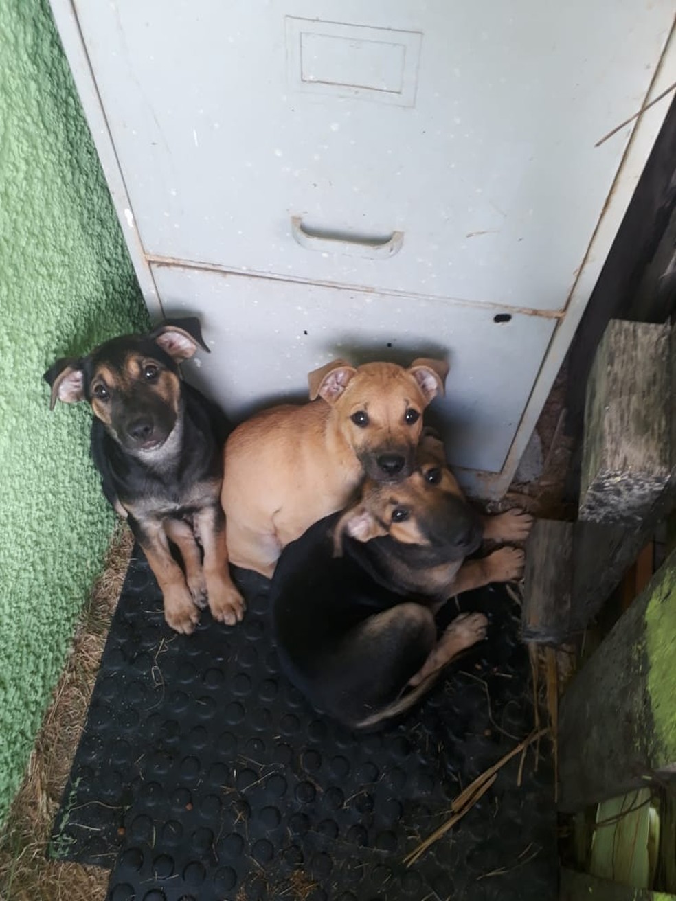 Filhotes estão à espera de um lar — Foto: Guarda Ambiental de Santo Antônio de Pádua/ Divulgação 