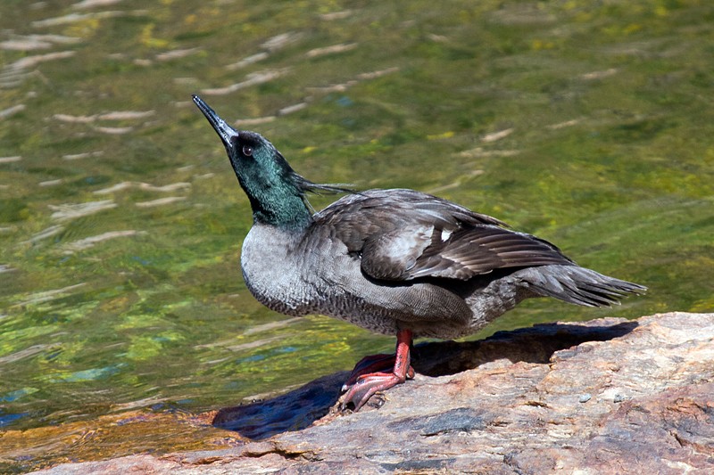 Marco, Duck Life Wiki