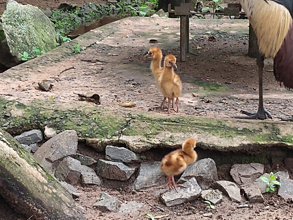 Filhotes da ave de origem africana nasceram no final de janeiro — Foto: Zoológico de Bauru / Divulgação 