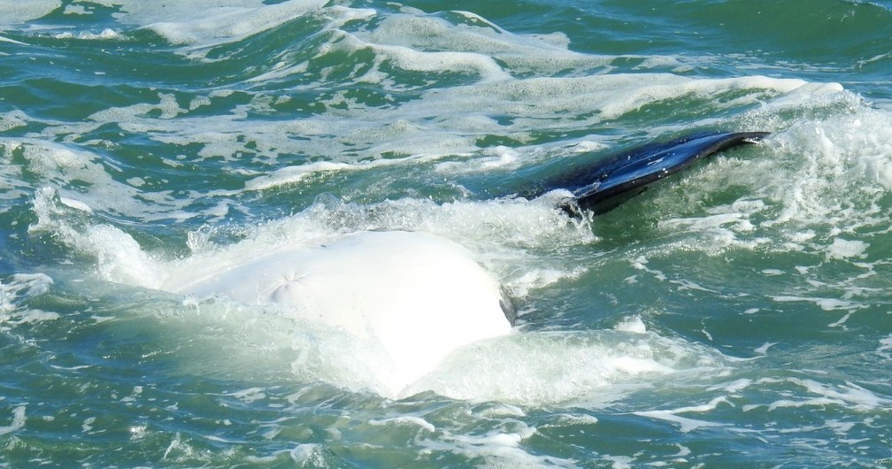 Filhote de baleia franca mostrou a barriga na Guarda do Embaú (Foto: Heverson Santos/Arquivo pessoal)
