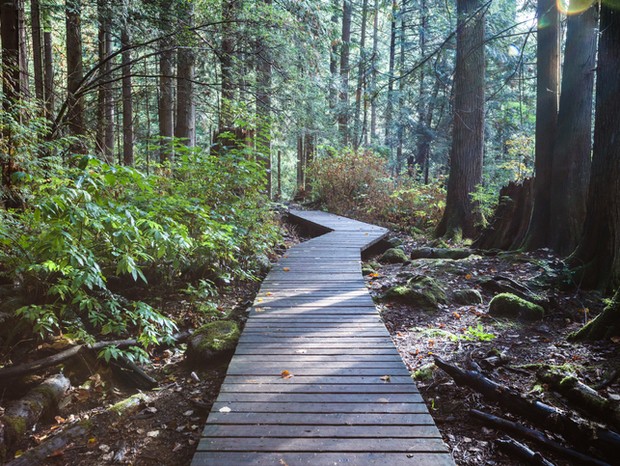 Boardwalk in the rainforest, Lynn Canyon Park, North Vancouver, British Columbia, Canada (Foto: Getty Images)