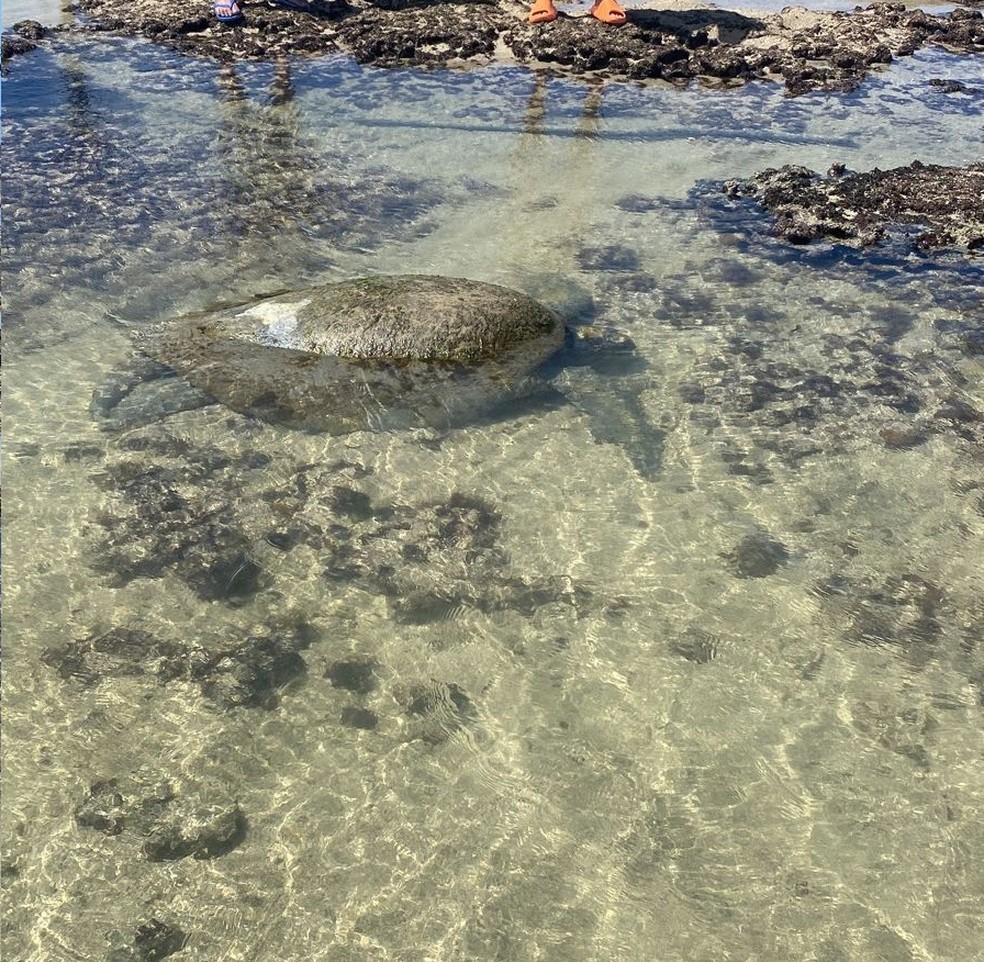 Tartaruga marinha encalha em Maceió — Foto: Arthur Alencar/ Biota