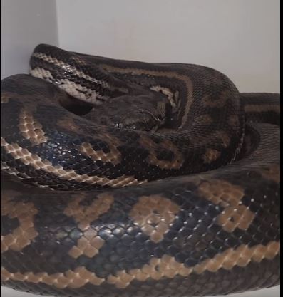 Na Austrália, mulher ouve barulho estranho em casa e encontra cobra de mais de um metro; veja VÍDEO