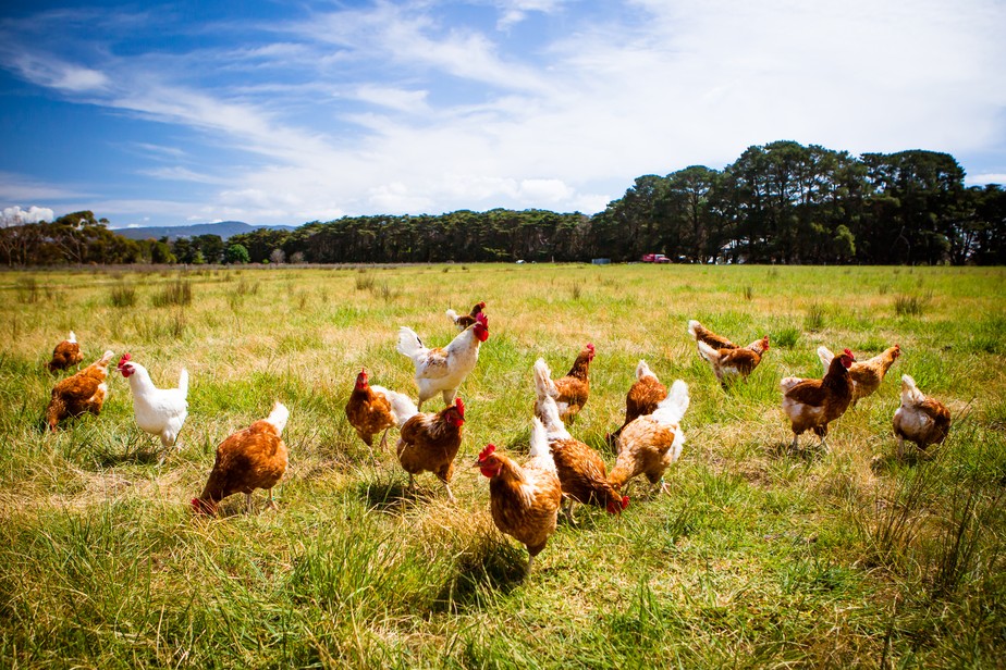 Aos poucos, produtores começam a comprovar benefícios de bem-estar animal para a produtividade na avicultura