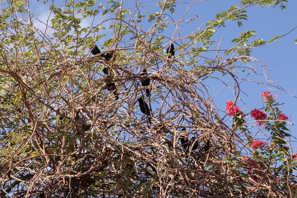 Pássaros na caatinga. — Foto: Celso Tavares/G1