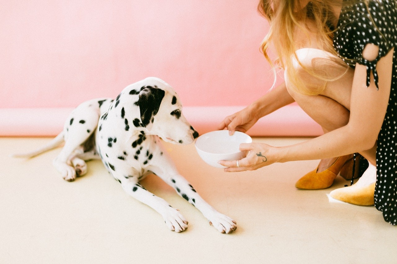 O tutor deve evitar oferecer alimentos humanos aos cães, assim como fornecer ração ou petiscos em excesso (Foto: Pexels/ Daria Shevtsova/ CreativeCommons)