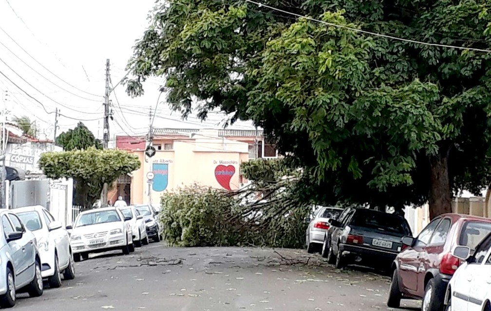 Ventos fortes em Lins provocaram algumas quedas de árvores (Foto: Arquivo pessoal / Matheus Pavezzi)