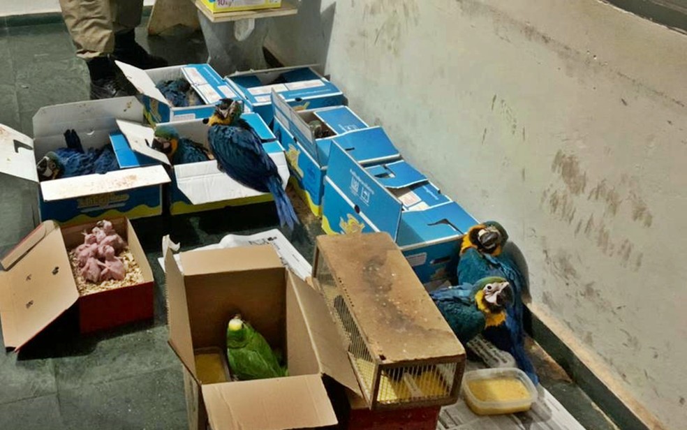 Homem é preso transportando araras e outras aves silvestres dentro de caixas em MG — Foto: Polícia Militar