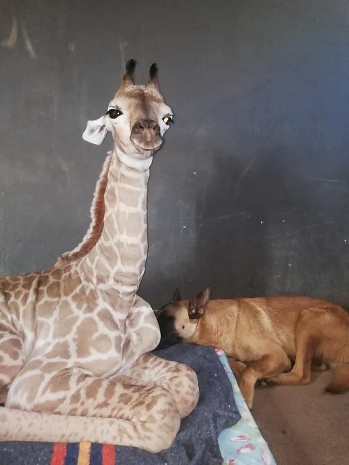 A girafa Jazz e o cão de guarda Hunter (Foto: Reprodução Facebook/The Rhino Orphanage)