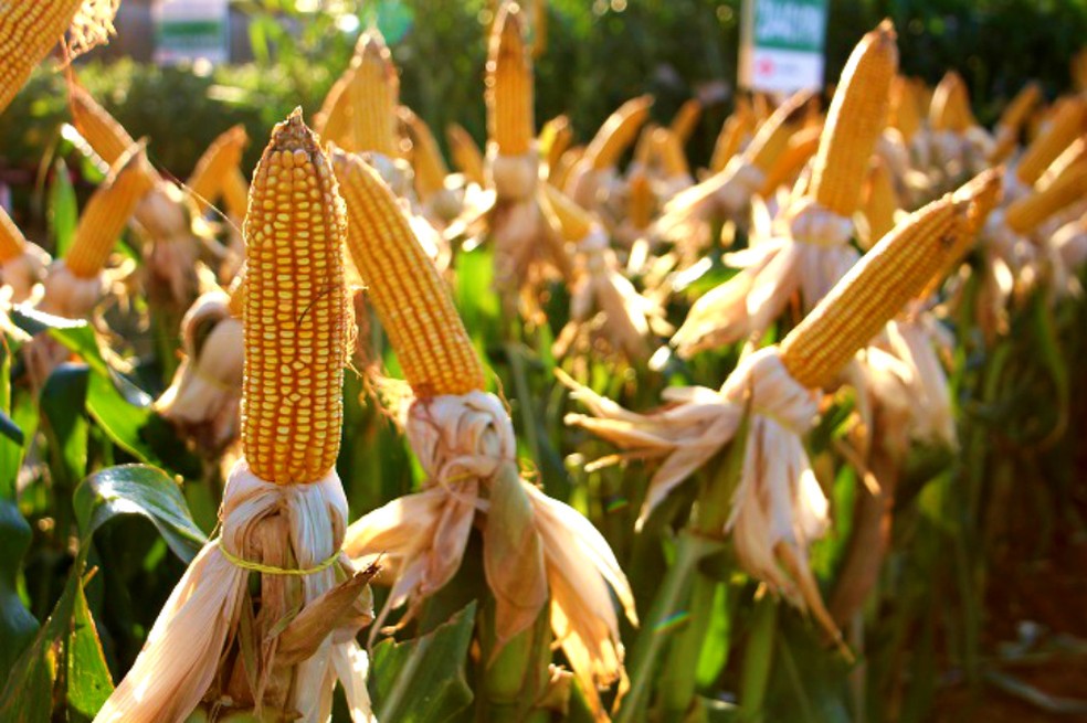 Queda prevista para a produção de milho em grão é de 14,4% (Foto: Aprosoja-MS/Divulgação)