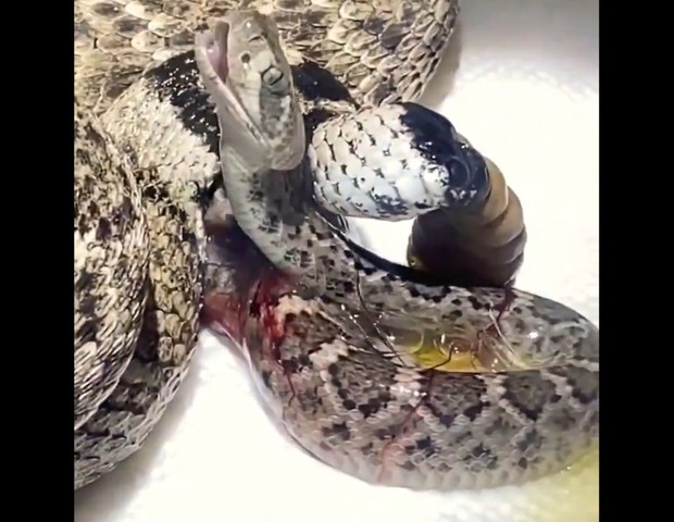 Cobra (Foto: reprodução/vídeo)