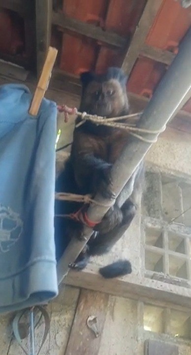Macacos invadem casa no litoral de SP e levam par de meias que estavam no varal: 'em busca de comida'; VÍDEO