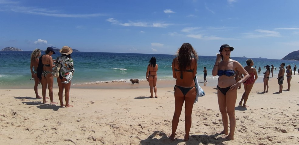Banhistas curiosos ao lado de capivara que apareceu na praia em dia de sol no Rio de Janeiro — Foto: Sabrina Neumann